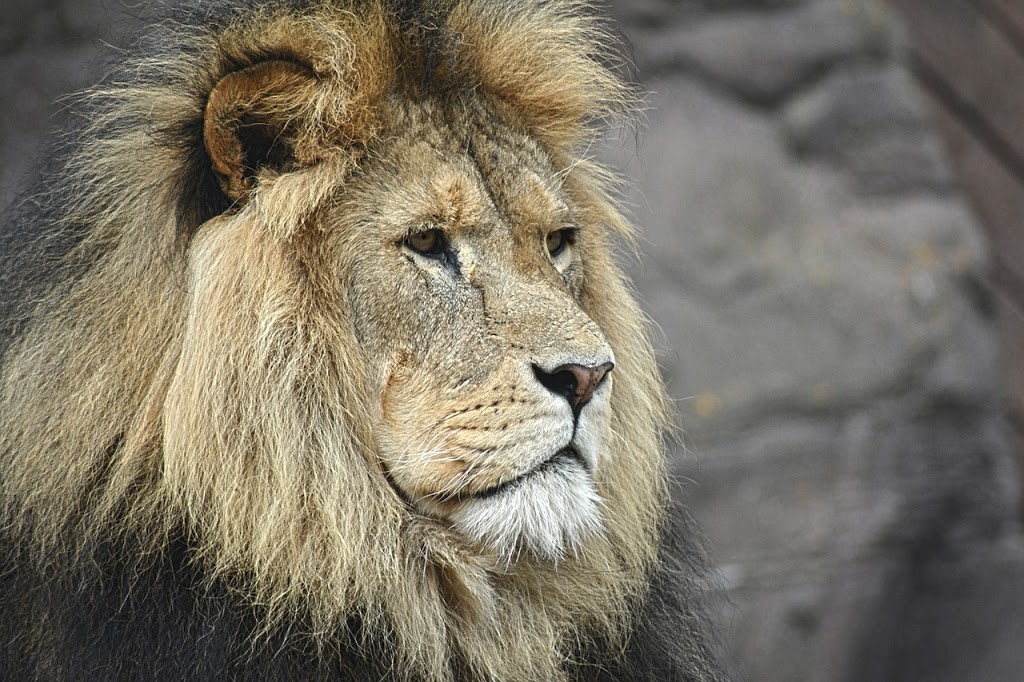 A Lion Epitomizes Masculinity